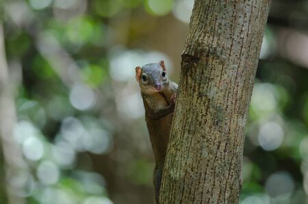Common treeshrew or Southern treeshrew (Tupaia glis) in forest of Thailandの写真素材