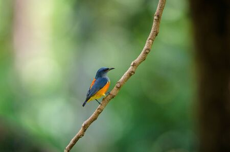 colorful bird Orange-bellied Flowerpecker perching on a branchの写真素材