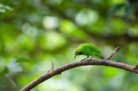 Beautiful Golden-fronted leafbird (Chloropsis aurifrons) on the branchの写真素材