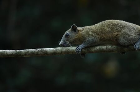Grey-bellied squirrel on tree in forest, Thailandの写真素材
