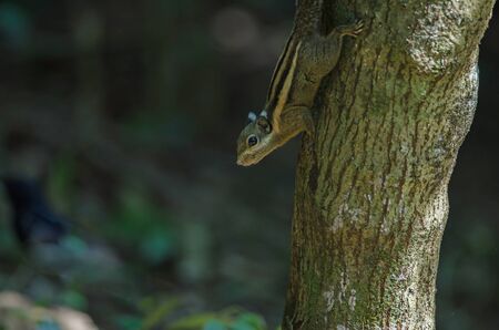 Himalayan striped squirrel or Burmese striped squirrel on the branch of treeの写真素材