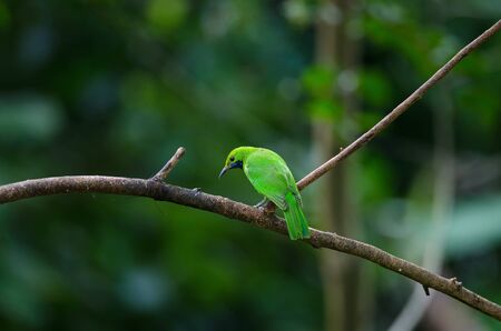 Beautiful Golden-fronted leafbird (Chloropsis aurifrons) on the branchの写真素材