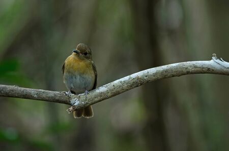 Female Hainan blue flycatcher (Cyornis hainanus) perching on the branch in nature Thailandの写真素材