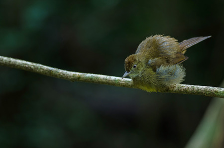 Grey-eyed Bulbul (Iole propinqua) on tree in nature Thailandの写真素材