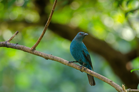 Female Asian Fairy Bluebird ( Irena puella ) perched on tree branchの写真素材