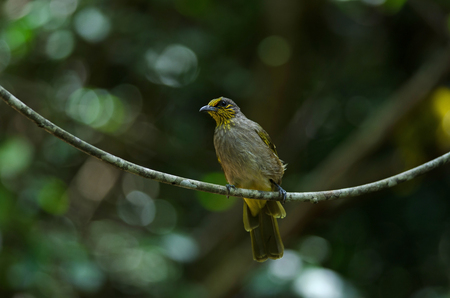 Stripe-throated Bulbul on a branch (Pycnonotus finlaysoni)の写真素材