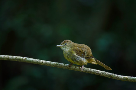 Grey-eyed Bulbul (Iole propinqua) on tree in nature Thailandの写真素材
