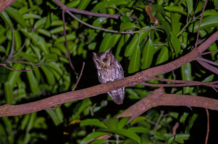 Collared Scops Owl (Otus bakkamoena) on tree at nightの写真素材