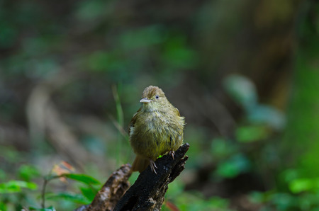 Grey-eyed Bulbul (Iole propinqua) on tree in nature Thailand