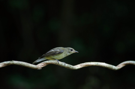 Yellow-rumped flycatcher (Ficedula zanthopygia) in nature of Thailandの写真素材