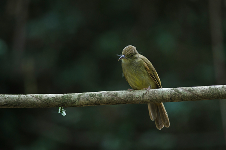 Grey-eyed Bulbul (Iole propinqua) on tree in nature Thailandの写真素材
