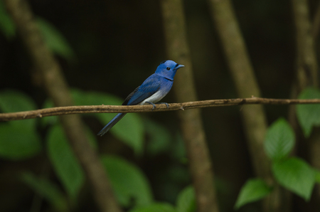 Male Black-naped monarch perching on tree branch (Hypothymis azurea)の写真素材
