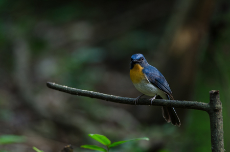 Tickell's blue-flycatcher perching on a branch in forestの写真素材