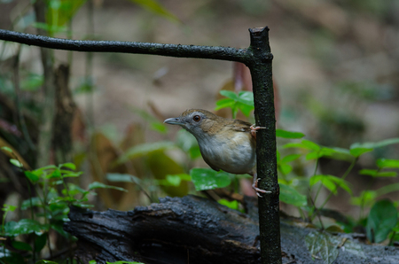 Brown-cheeked Fulvetta, Grey-eyed Fulvetta (Alcippe poioicephala) in forest Thailandの写真素材
