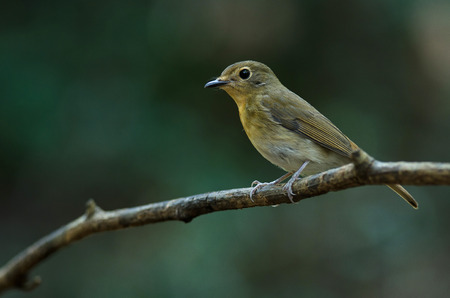 Female Hainan blue flycatcher (Cyornis hainanus) perching on the branch in nature Thailand