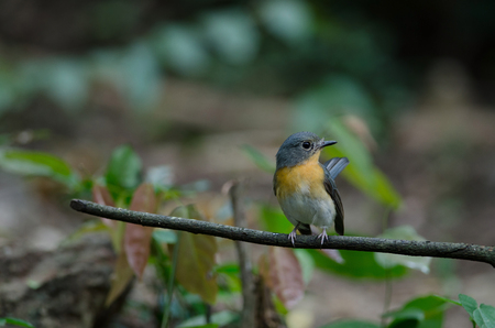 Tickell's blue-flycatcher perching on a branch in forestの写真素材