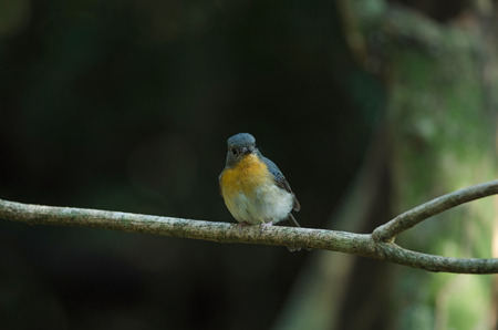 Tickell's blue-flycatcher perching on a branch in forestの写真素材