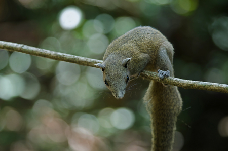 Grey-bellied squirrel on tree in forest, Thailandの写真素材