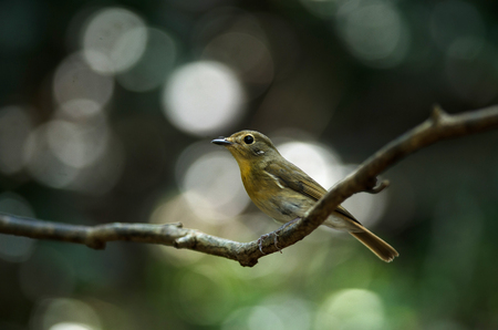 Female Hainan blue flycatcher (Cyornis hainanus) perching on the branch in nature Thailandの写真素材