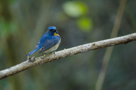 Hill Blue Flycatcher on a branch,Male (Cyornis banyumas) in nature, Thailandの写真素材