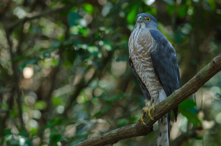 Shikra perching on a branch  (Accipiter badius) in nature, Thailandの写真素材