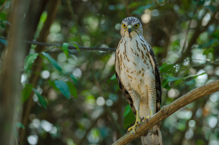 Crested goshawk in the nature (Accipiter trivirgatus), Thailandの写真素材