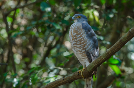 Shikra perching on a branch  (Accipiter badius) in nature, Thailandの写真素材