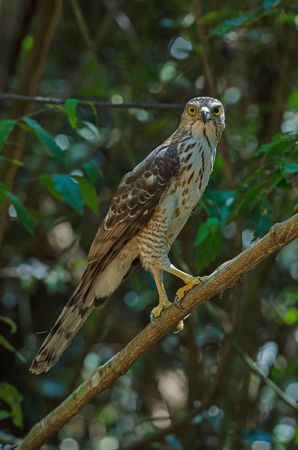 Crested goshawk in the nature (Accipiter trivirgatus), Thailandの写真素材