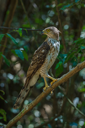 Crested goshawk in the nature (Accipiter trivirgatus), Thailandの写真素材