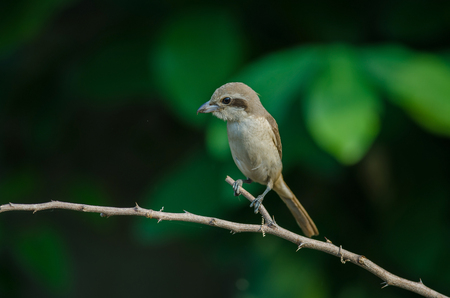 Brown Shrike perching on a branch (Lanius cristatus) in nature, Thailandの写真素材