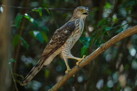 Crested goshawk in the nature (Accipiter trivirgatus), Thailandの写真素材