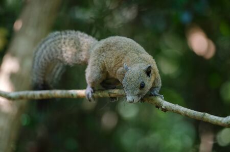 Grey-bellied squirrel on tree in forest, Thailandの写真素材