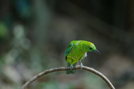 Blue winged leafbird perching on tree in forest (Chloropsis cyanopogon)の写真素材