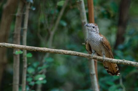 Banded Bay Cuckoo resting on a perch in forestの写真素材