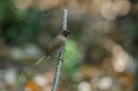 Scaly-breasted Munia (Lonchura punctulata) in nature, Thailandの写真素材
