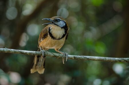 Greater Necklaced Laughingthrush on branch in nature, Thailand (Garrulax pectoralis)