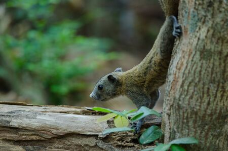 Grey-bellied squirrel on tree in forest, Thailand