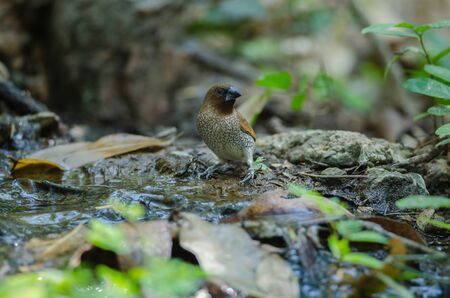 Scaly-breasted Munia (Lonchura punctulata) in natureの写真素材