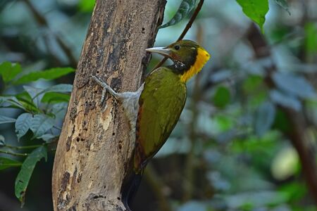 Greater yellownape (Chrysophlegma flavinucha), perched on a tree log in forestの写真素材