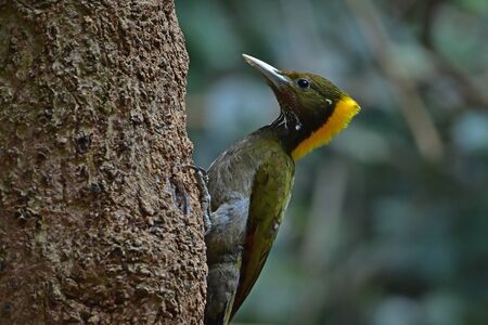 Greater yellownape (Chrysophlegma flavinucha), perched on a tree log in forestの写真素材