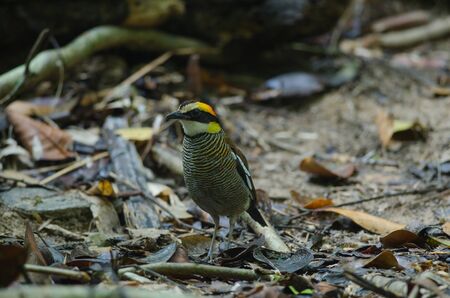 Beautiful female of Malayan Banded Pitta ( Hydrornis irena) in nature, Thailandの写真素材