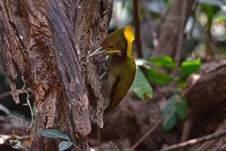 Greater yellownape (Chrysophlegma flavinucha), perched on a tree log in forestの写真素材