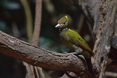Greater yellownape (Chrysophlegma flavinucha), perched on a tree log in forestの写真素材