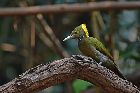 Greater yellownape (Chrysophlegma flavinucha), perched on a tree log in forestの写真素材