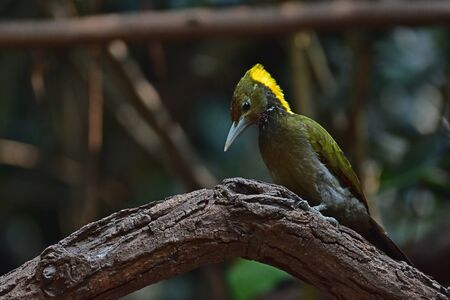 Greater yellownape (Chrysophlegma flavinucha), perched on a tree log in forestの写真素材
