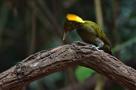 Greater yellownape (Chrysophlegma flavinucha), perched on a tree log in forestの写真素材