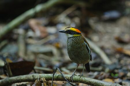 Beautiful female of Malayan Banded Pitta ( Hydrornis irena) in nature, Thailandの写真素材