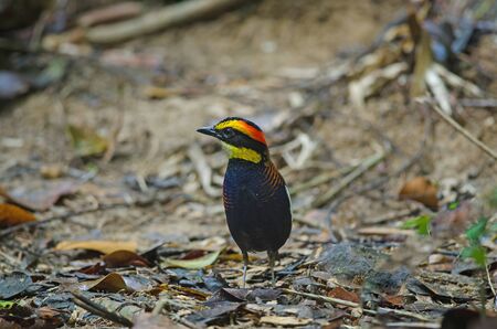 Beautiful of Malayan Banded Pitta ( Hydrornis irena) in nature, Thailandの写真素材