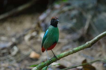Hooded Pitta (Pitta sordida) standing on a branch in natureの写真素材