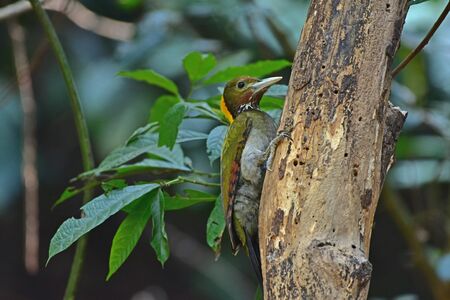 Greater yellownape (Chrysophlegma flavinucha), perched on a tree log in forestの写真素材